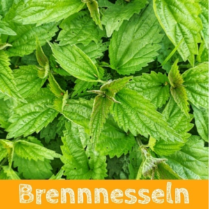 Brennnesseln