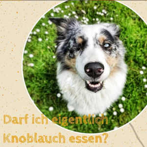 Hunde und Knoblauch?